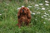 CAVALIER KING CHARLES 792